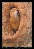  Rufous Hornero in nest, Iguazu National Park, Argentina � Janet Zinn 2010